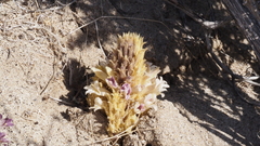 Aphyllon cooperi