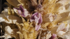 Aphyllon cooperi