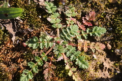 Erodium cicutarium