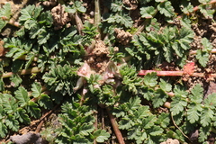 Erodium cicutarium