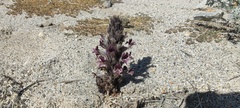Aphyllon cooperi