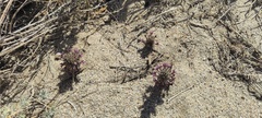 Aphyllon cooperi