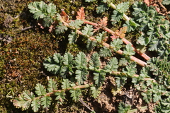 Erodium cicutarium