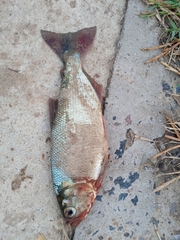 Brycon orbignyanus