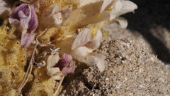 Aphyllon cooperi