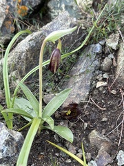 Fritillaria biflora