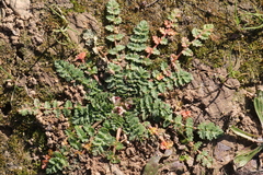 Erodium cicutarium