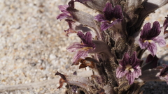 Aphyllon cooperi