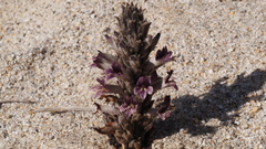 Aphyllon cooperi