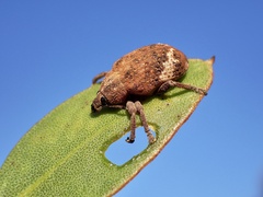 Oxyops fasciatus