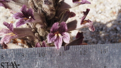 Aphyllon cooperi