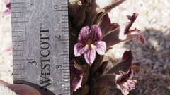 Aphyllon cooperi