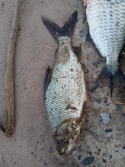 Prochilodus lineatus