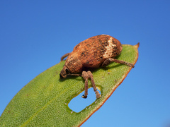 Oxyops fasciatus