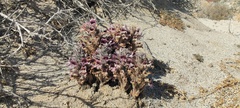 Aphyllon cooperi