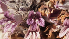 Aphyllon cooperi