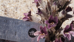 Aphyllon cooperi