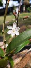 Caularthron bilamellatum