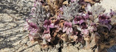 Aphyllon cooperi