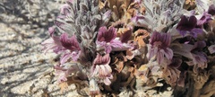 Aphyllon cooperi