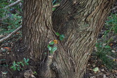 Quercus phillyreoides