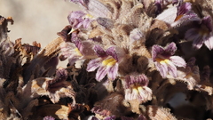 Aphyllon cooperi