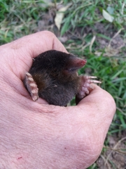 Talpa occidentalis