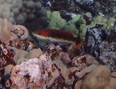 Thalassoma quinquevittatum