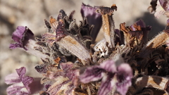 Aphyllon cooperi