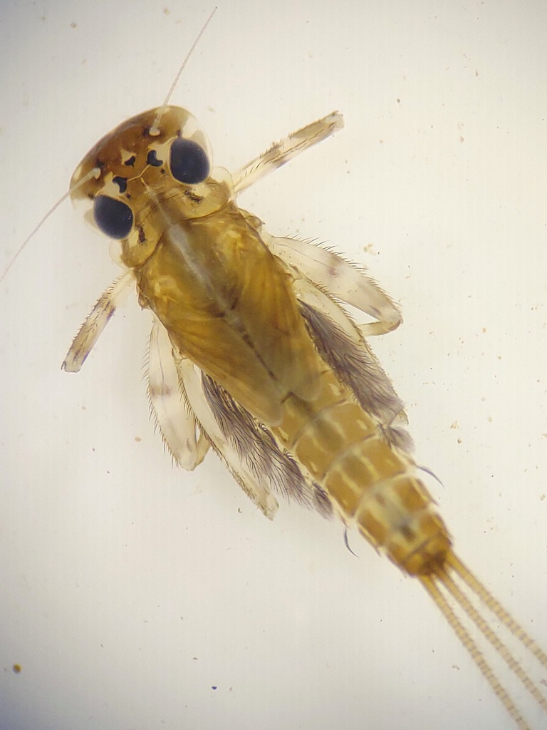 Orange Cahill from Indian Creek, Linn County, IA, USA on September 8 ...