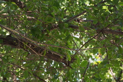 Quercus phillyreoides