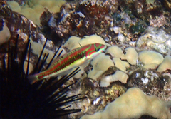 Thalassoma quinquevittatum