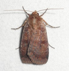 Diarsia jucunda