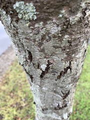 Alnus formosana
