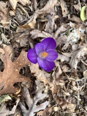 Crocus tommasinianus