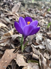 Crocus tommasinianus