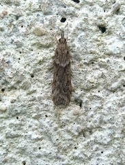 Eudonia angustea