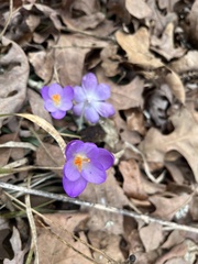 Crocus tommasinianus