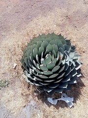 Agave parryi