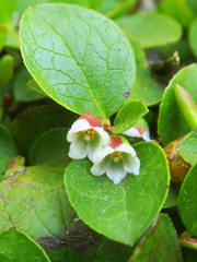 Gaultheria humifusa