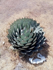 Agave parryi