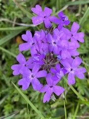 Glandularia selloi