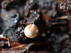 Cochlicopa lubrica