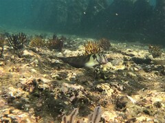 Ophioblennius steindachneri