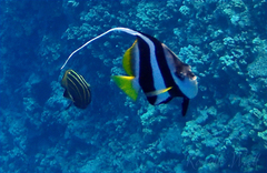 Heniochus diphreutes