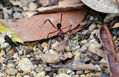 Leptomyrmex tibialis