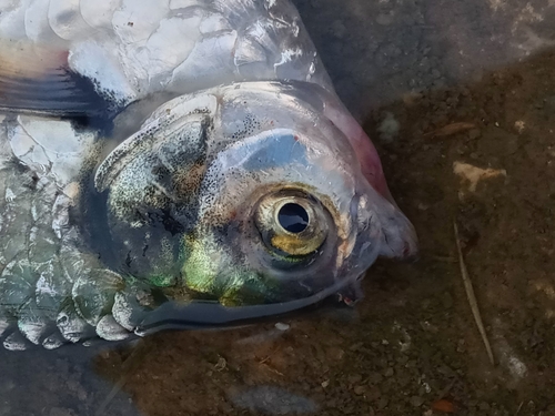 Parana sardine characin (Triportheus paranensis) — Triportheidae — 4
