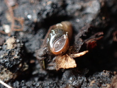 Cochlicopa lubrica