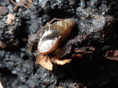 Cochlicopa lubrica
