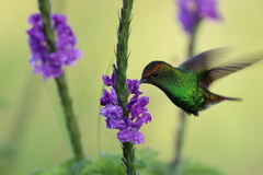 Microchera cupreiceps